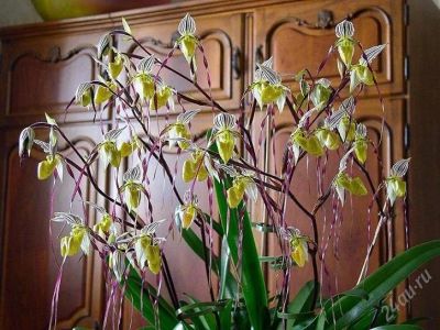 Лот: 1307532. Фото: 1. Paph. Moustache (Paph. philippinense... Горшечные растения и комнатные цветы