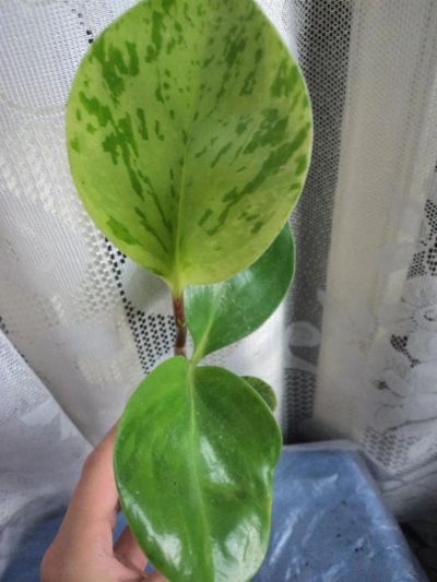 Лот: 2964848. Фото: 1. Пеперомия вариегатная (Peperomia... Горшечные растения и комнатные цветы