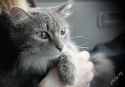 Лот: 1415846. Фото: 1. Отдам в добрые руки сибирскую... Кошки, котята
