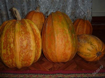 Лот: 1627959. Фото: 1. Тыква урожай 2011года 1 шт на... Овощи, фрукты, зелень