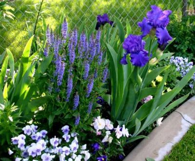 Лот: 19327355. Фото: 1. Ирис синий. Садовые цветы