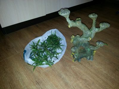 Лот: 6400760. Фото: 1. грот читаем описание. Грунты, украшения, наполнения