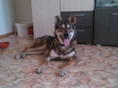 Лот: 5305723. Фото: 1. Жюля, 2 года, стерилизована, привита. Собаки, щенки