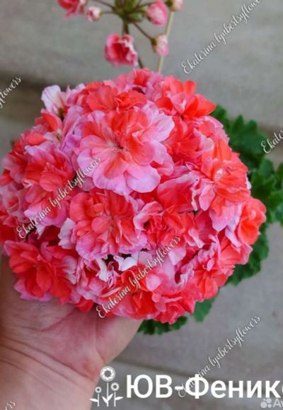 Лот: 20347185. Фото: 1. Сортовая пеларгония ЮВ Феникс. Горшечные растения и комнатные цветы
