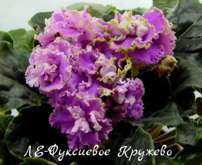 Лот: 5208183. Фото: 1. Фиалка сортовая Ле-Фуксиевое Кружево... Горшечные растения и комнатные цветы