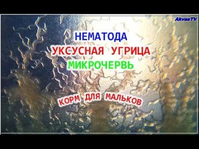 Лот: 20210670. Фото: 1. Нематода (уксусная угрица) - культура... Корма