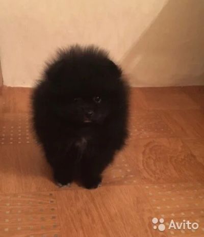 Лот: 8612234. Фото: 1. Померанский шпиц девочка. Собаки, щенки