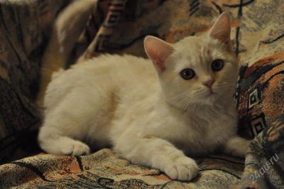 Лот: 1712017. Фото: 1. Британский котенок с документами. Кошки, котята