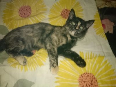 Лот: 5018189. Фото: 1. Котята: многоцветная красавица... Кошки, котята