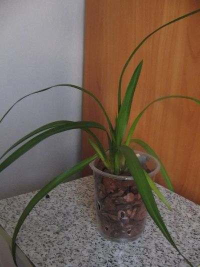 Лот: 3144648. Фото: 1. Орхидея цимбидиум. Горшечные растения и комнатные цветы