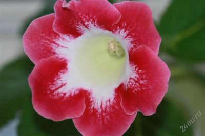 Лот: 2921046. Фото: 1. Глоксиния14 (цветущее растение... Горшечные растения и комнатные цветы