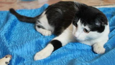 Лот: 5151080. Фото: 1. кошечка. Кошки, котята