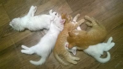 Лот: 5746440. Фото: 1. белые и рыжие котята 2 месяца. Кошки, котята