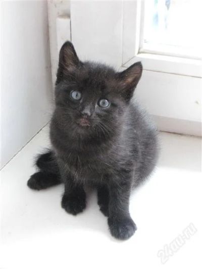 Лот: 2302784. Фото: 1. "срочно! дорого! ультрапородистый... Кошки, котята