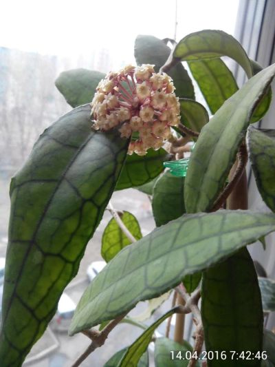 Лот: 7496608. Фото: 1. хойя финлейсона (Hoya finlaysonii... Горшечные растения и комнатные цветы