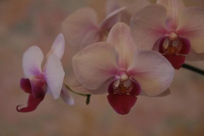 Лот: 2852734. Фото: 1. Орхидея фаленопсис. Горшечные растения и комнатные цветы