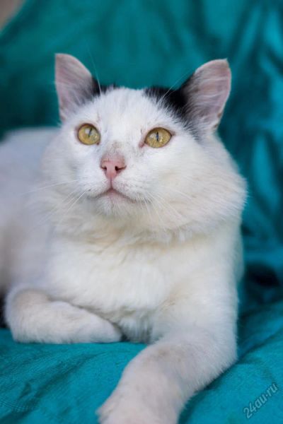 Лот: 5847785. Фото: 1. Шикарный кот мышелов бесплатно... Кошки, котята