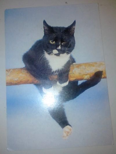 Лот: 8031373. Фото: 1. Календарик 1994г Домашний кот... Открытки, конверты
