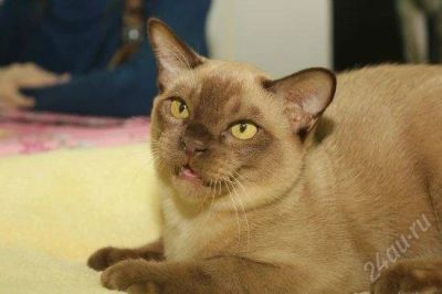 Лот: 3403195. Фото: 1. Кот Бурманской породы в любящие... Кошки, котята