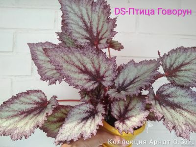 Лот: 12460646. Фото: 1. Бегония DS-Птица Говорун, лист. Горшечные растения и комнатные цветы