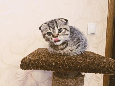 Лот: 5414325. Фото: 1. Шотландская вислоухая. Кошки, котята
