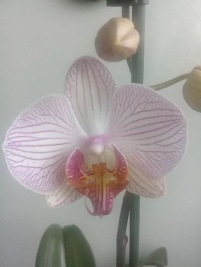 Лот: 10673634. Фото: 1. Орхидея фаленопсис". Горшечные растения и комнатные цветы
