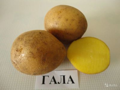 Лот: 6069871. Фото: 1. Картофель Гала. Овощи, фрукты, зелень
