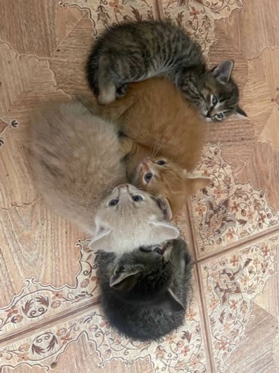 Лот: 19273540. Фото: 1. Котята. Кошки, котята