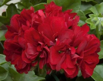 Лот: 11401583. Фото: 1. Пеларгония Calliope Dark Red. Горшечные растения и комнатные цветы