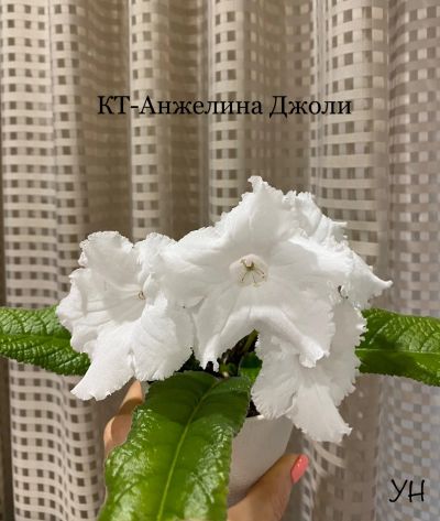 Лот: 25340353. Фото: 1. Стрептокарпус КТ-Анжелина Джоли... Горшечные растения и комнатные цветы