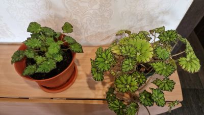 Лот: 22989061. Фото: 1. Бегония Бауэра (тигровая). Горшечные растения и комнатные цветы