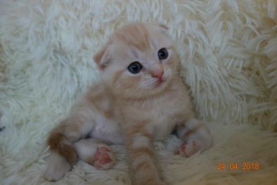 Лот: 11416676. Фото: 1. Шотландский вислоухий котенок... Кошки, котята
