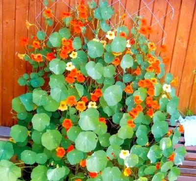 Лот: 12955013. Фото: 1. Семена настурции вьющейся "Аут... Садовые цветы