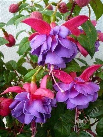 Лот: 847446. Фото: 1. Gillian Althea фуксия. Горшечные растения и комнатные цветы