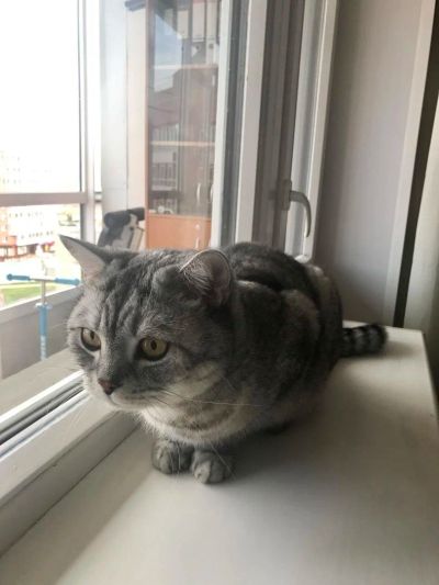 Лот: 10301092. Фото: 1. Отдам кота. Кошки, котята
