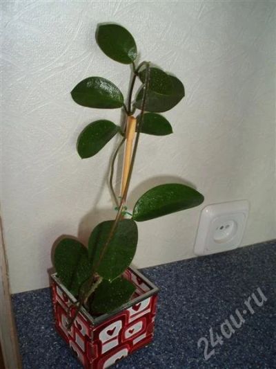 Лот: 527185. Фото: 1. Hoya AUSTRALIS. Горшечные растения и комнатные цветы