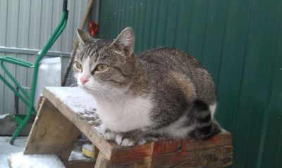 Лот: 3827471. Фото: 1. Кошка -мышеловка!!! Ищем Хозяина. Кошки, котята