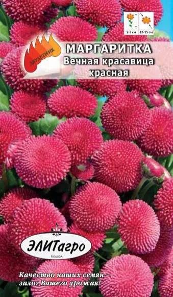 Лот: 11025413. Фото: 1. Маргаритка Вечная Красавица 0... Садовые цветы