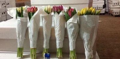Лот: 4979477. Фото: 1. Тюльпаны оптом. Другое (растения и животные)
