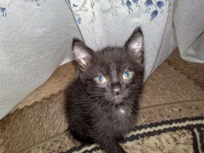 Лот: 3478440. Фото: 1. Котенок черный, самочка =). Кошки, котята