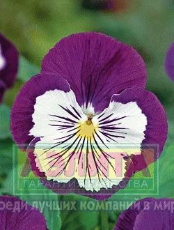 Лот: 7455307. Фото: 1. Рассада виолы "Горный ледник". Садовые цветы