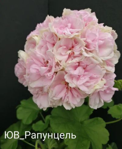 Лот: 21541351. Фото: 1. ЮВ Рапунцель пеларгония. Горшечные растения и комнатные цветы