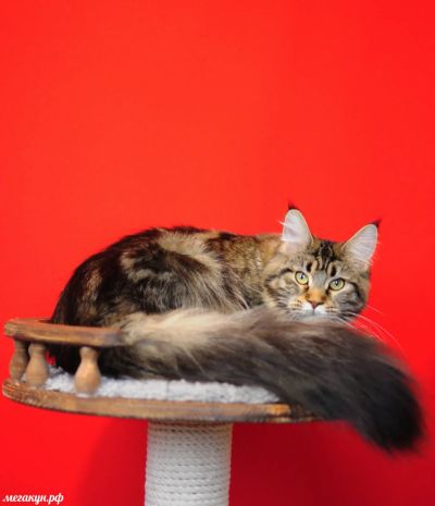 Лот: 17861207. Фото: 1. Кошка мейн кун. Кошки, котята