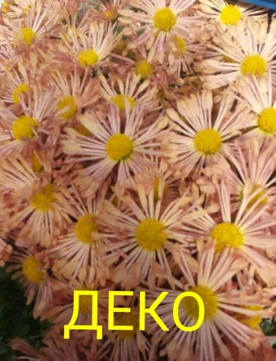 Лот: 8880081. Фото: 1. Деко. Садовые цветы