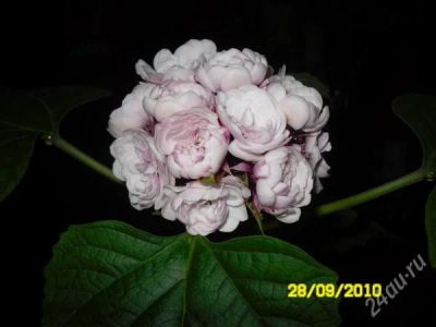 Лот: 1426797. Фото: 1. Клеродендрум Филиппинский (черенок... Горшечные растения и комнатные цветы
