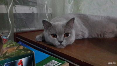 Лот: 8792465. Фото: 1. Продам (почти отдам) британскую... Кошки, котята