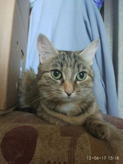 Лот: 9827815. Фото: 1. Срочно! Заберите кто-нибудь пожалуйста... Кошки, котята
