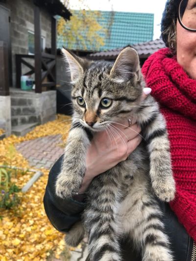 Лот: 18179281. Фото: 1. Котенок приносит удачу. Кошки, котята