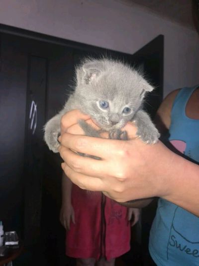 Лот: 11201123. Фото: 1. Шотландские котята 3шт родились... Кошки, котята