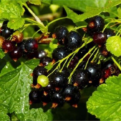 Лот: 7476755. Фото: 1. Саженцы смородины "Геркулес". Другое (семена, рассада, садовые растения)